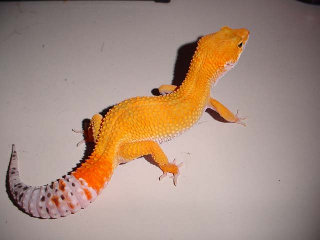 carrot tail2