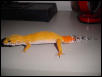 carrot tail1