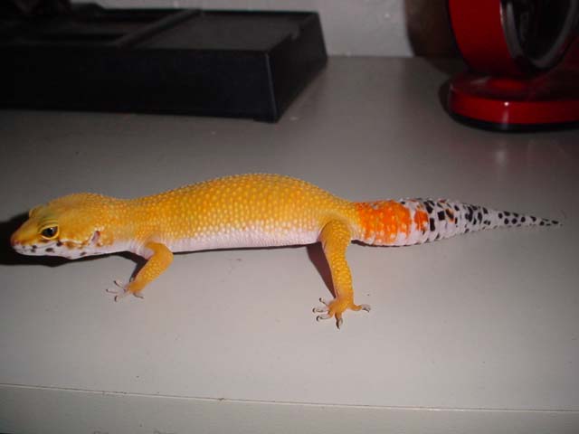 carrot tail1