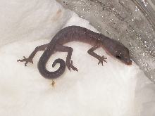 cbb Cat Gecko. Yay!