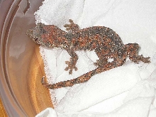 Rhacodactylus chahoua girl
