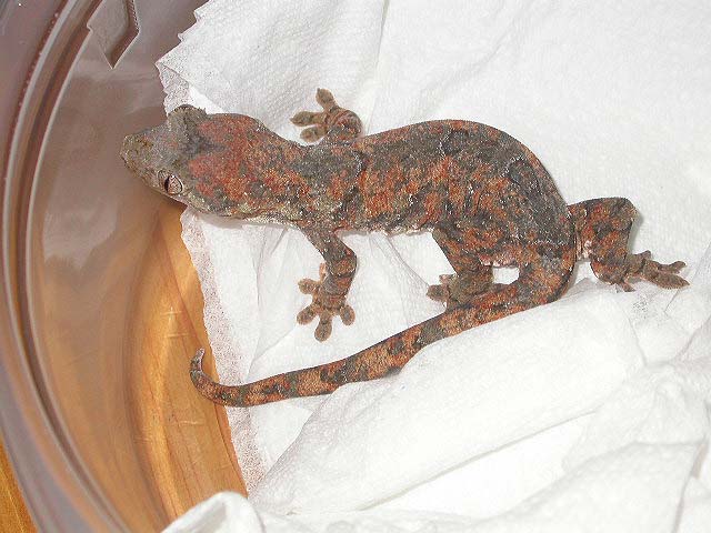 Rhacodactylus chahoua girl