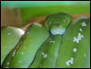 aru chondro
