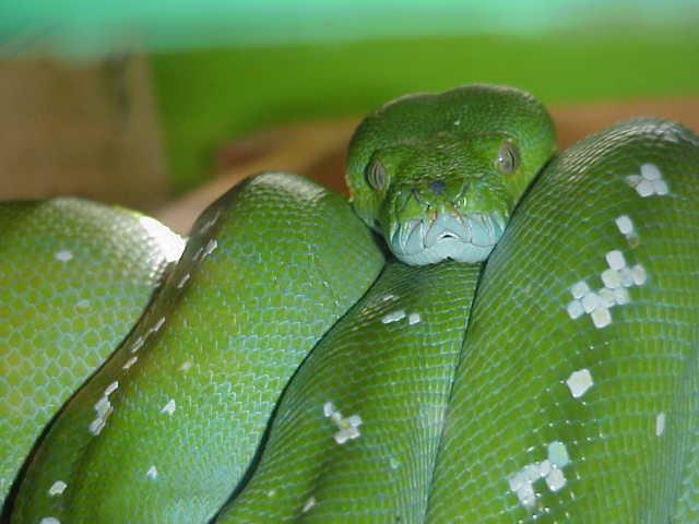 aru chondro