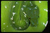 aru chondro2
