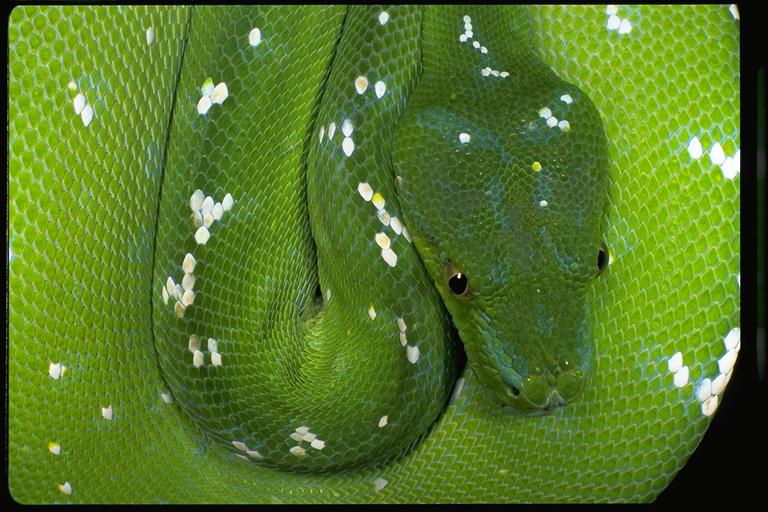 aru chondro2