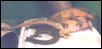 ciliatus breeding