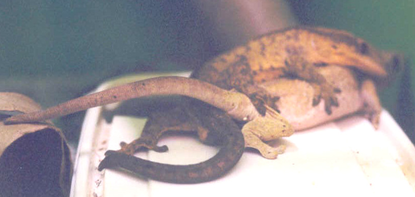 ciliatus breeding