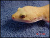 patternless albino closeup