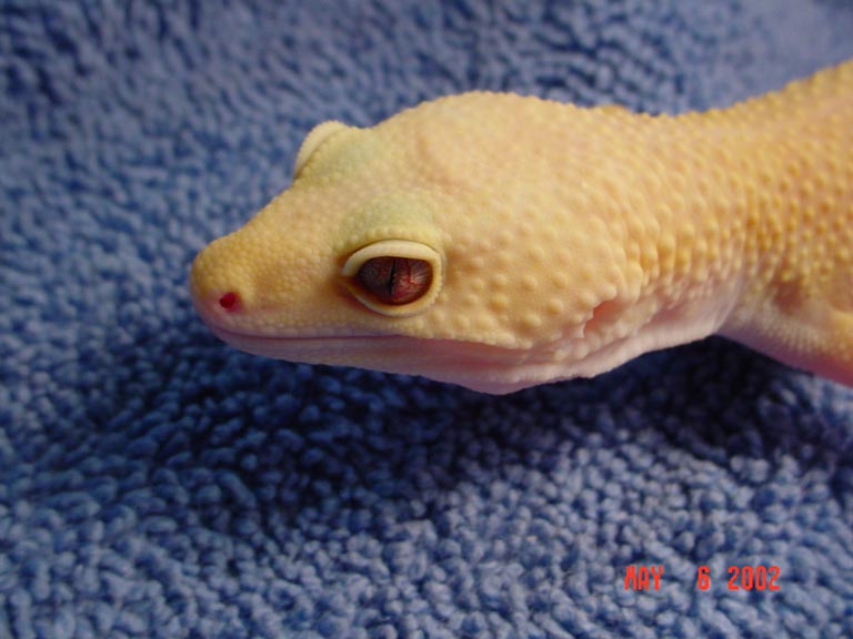 patternless albino closeup