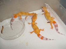 cute little babies