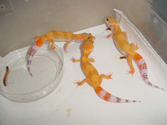 cute little babies