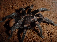 andi, mature male A. seemanni