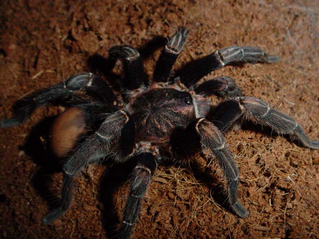 andi, mature male A. seemanni