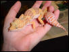 Cute pic of a Rainwater Albino