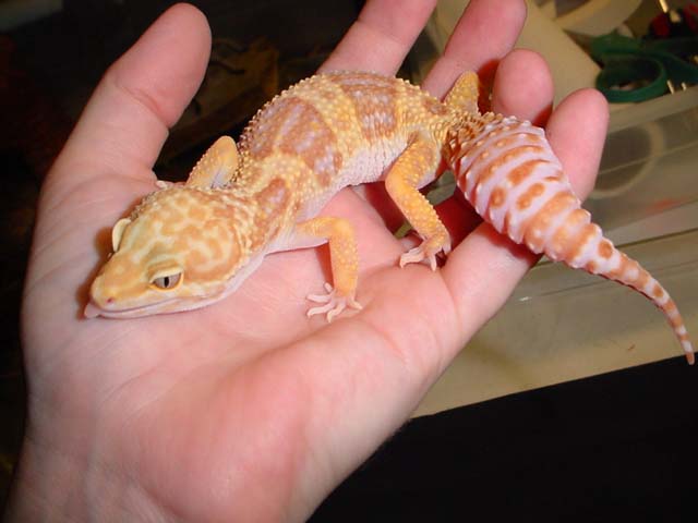 Cute pic of a Rainwater Albino