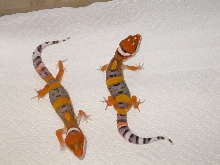 Electra Babies