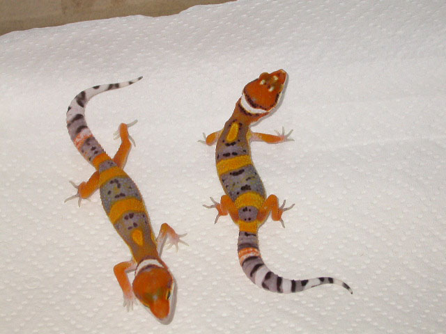 Electra Babies