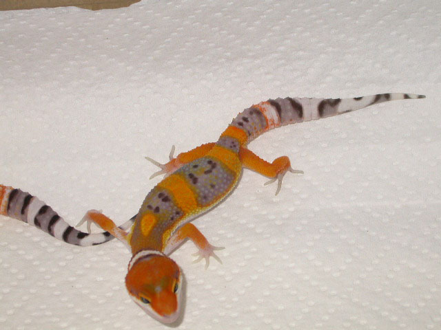 Electra Babies2
