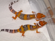 Electra Babies3