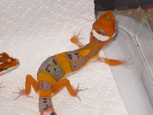 Electra Babies4