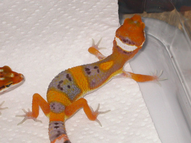 Electra Babies4
