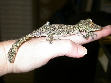 fimbriatus