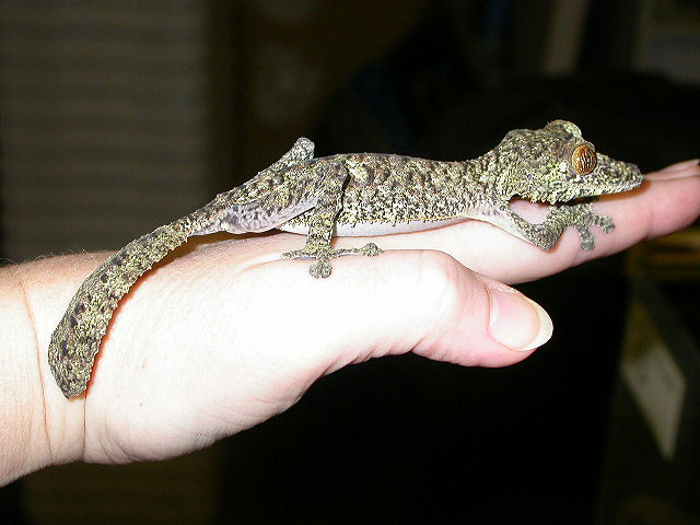 fimbriatus