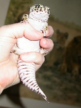 my little fatty