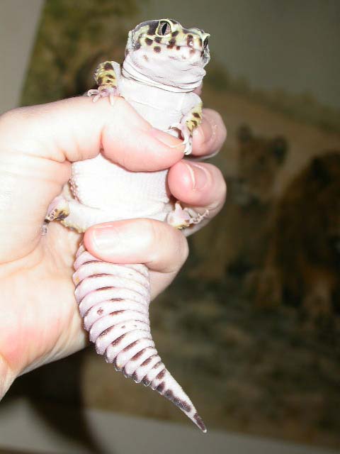 my little fatty