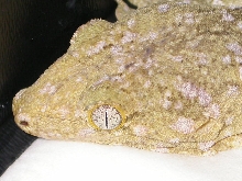 female super ana isle R. l. henkeli