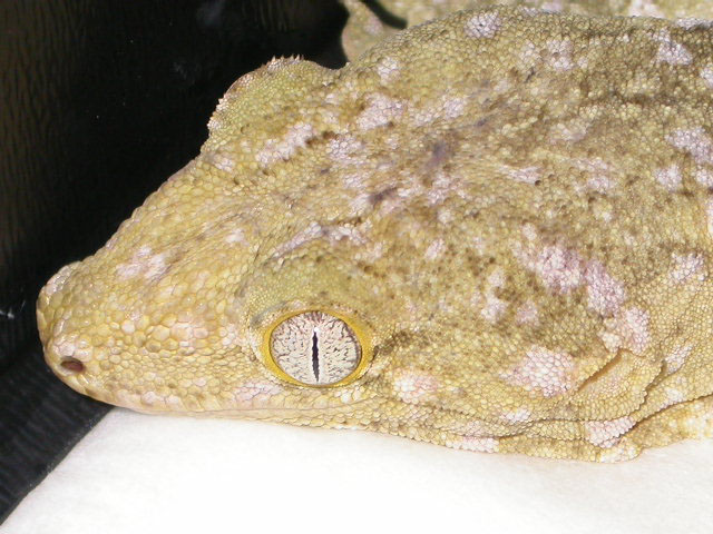 female super ana isle R. l. henkeli