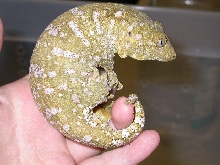 female super ana isle R. l. henkeli