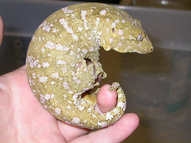 female super ana isle R. l. henkeli