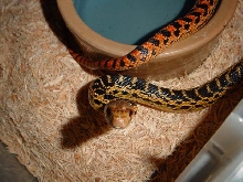 female het applegate albino