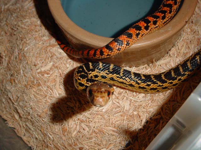 female het applegate albino