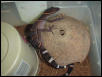 female luii