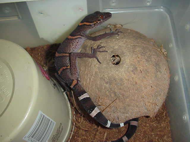 female luii