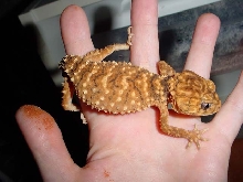 female Nephrurus amyae