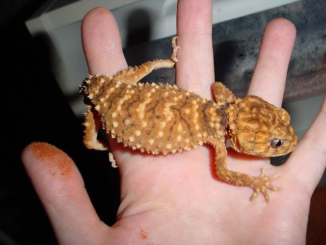 female Nephrurus amyae