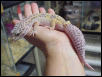 Female Pastel Leo
