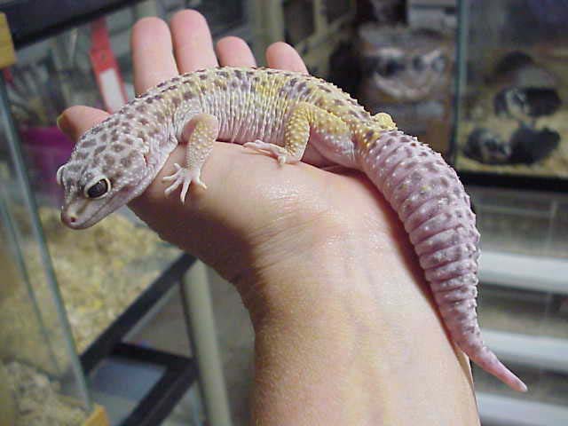 Female Pastel Leo