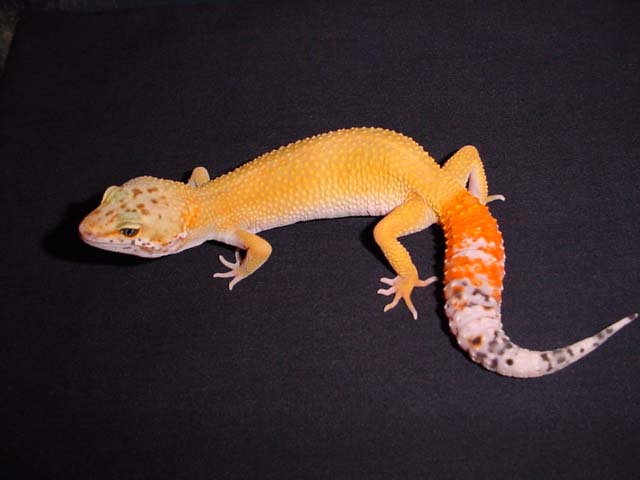 HCT12