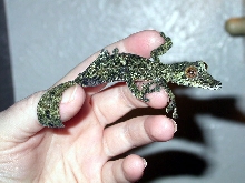 Juvenile WC fimbriatus