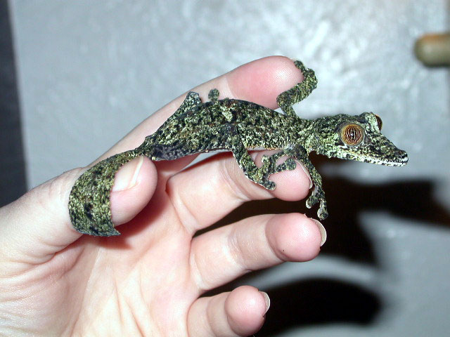 Juvenile WC fimbriatus