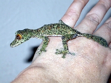 Juvenile WC fimbriatus