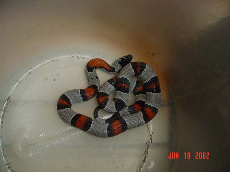 my first field collected alterna