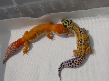 Flame and Roxy