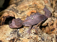 Female phantasticus