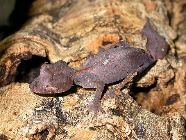 Female phantasticus